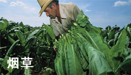 海能定氮儀在煙草領(lǐng)域