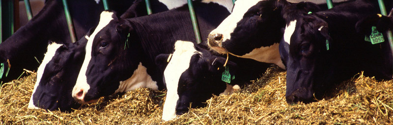 海能儀器廣泛應用于畜牧業(yè)領域